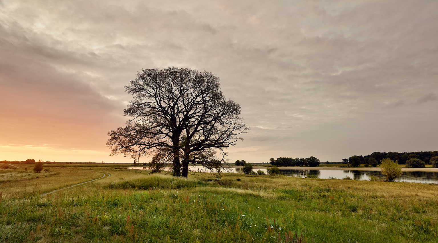 Oak tree at a bend in the River Elbe near Lenzen