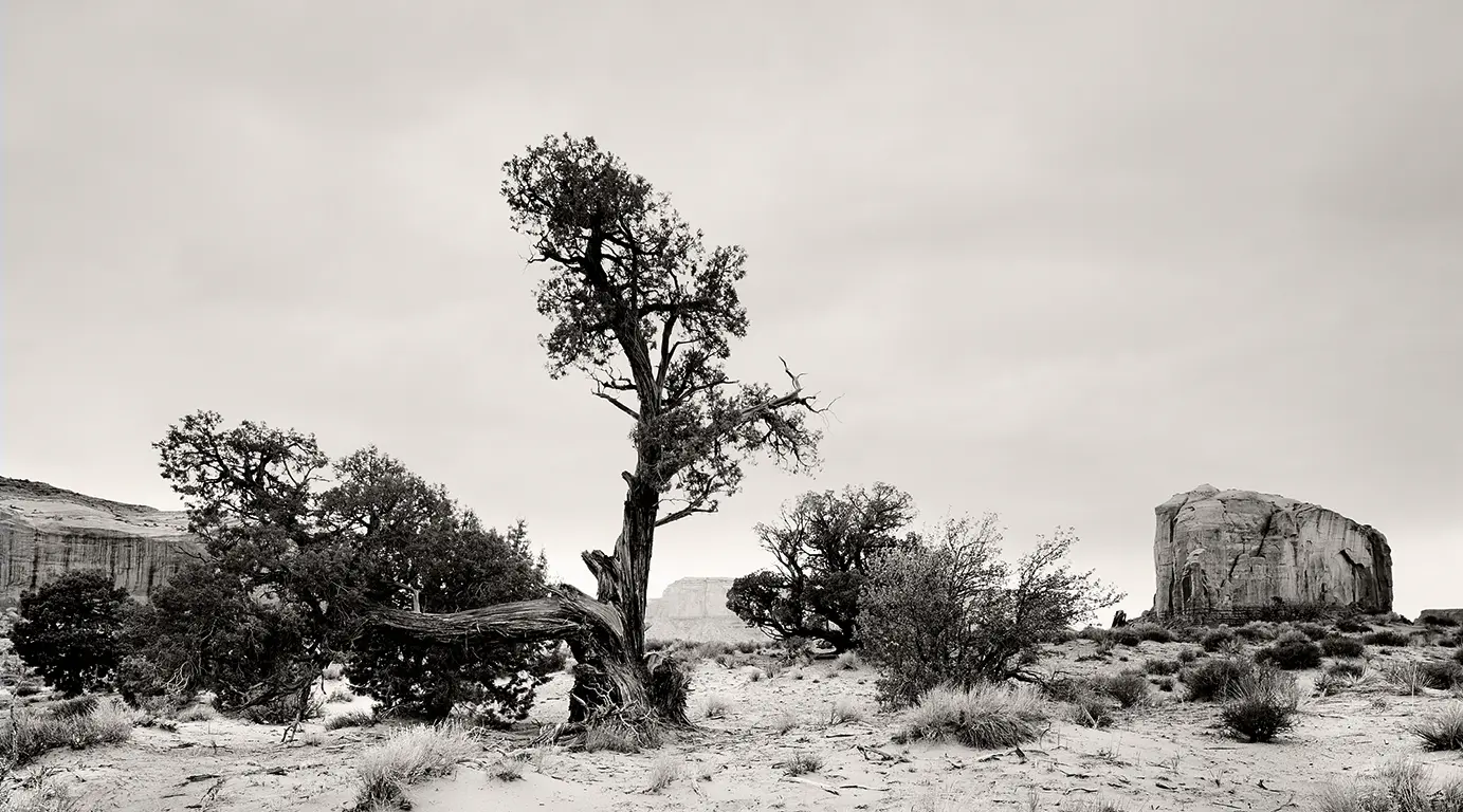 Black-and-white photograph of Elephant Butte and a juniper tree in Monument Valley