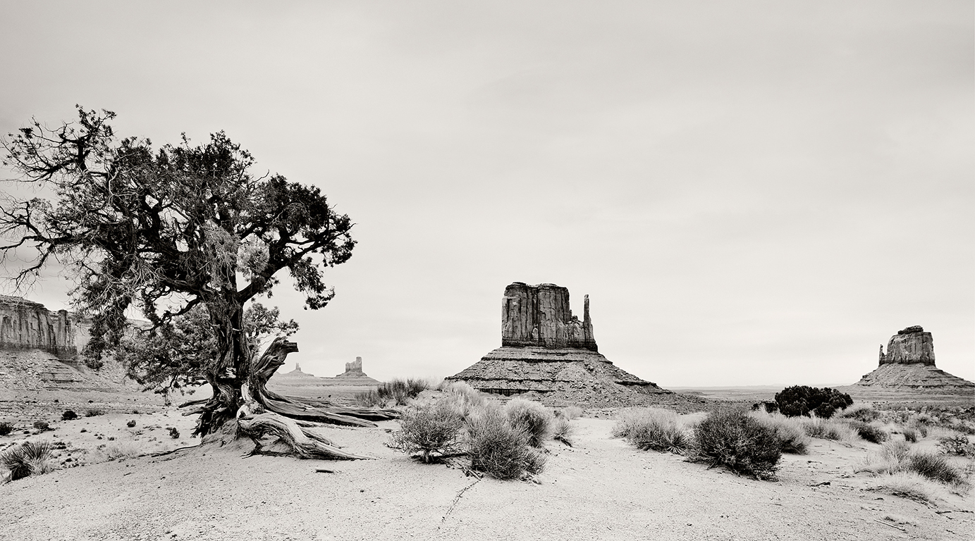 Schwarzweiß-Fotografie im Monument Valley mit Wüstensalbei und einem knorrigen Utah-Wacholderbaum im Vordergrund; im Hintergrund stehen die Felsformationen West Mitten Butte und East Mitten Butte unter weitem Himmel.